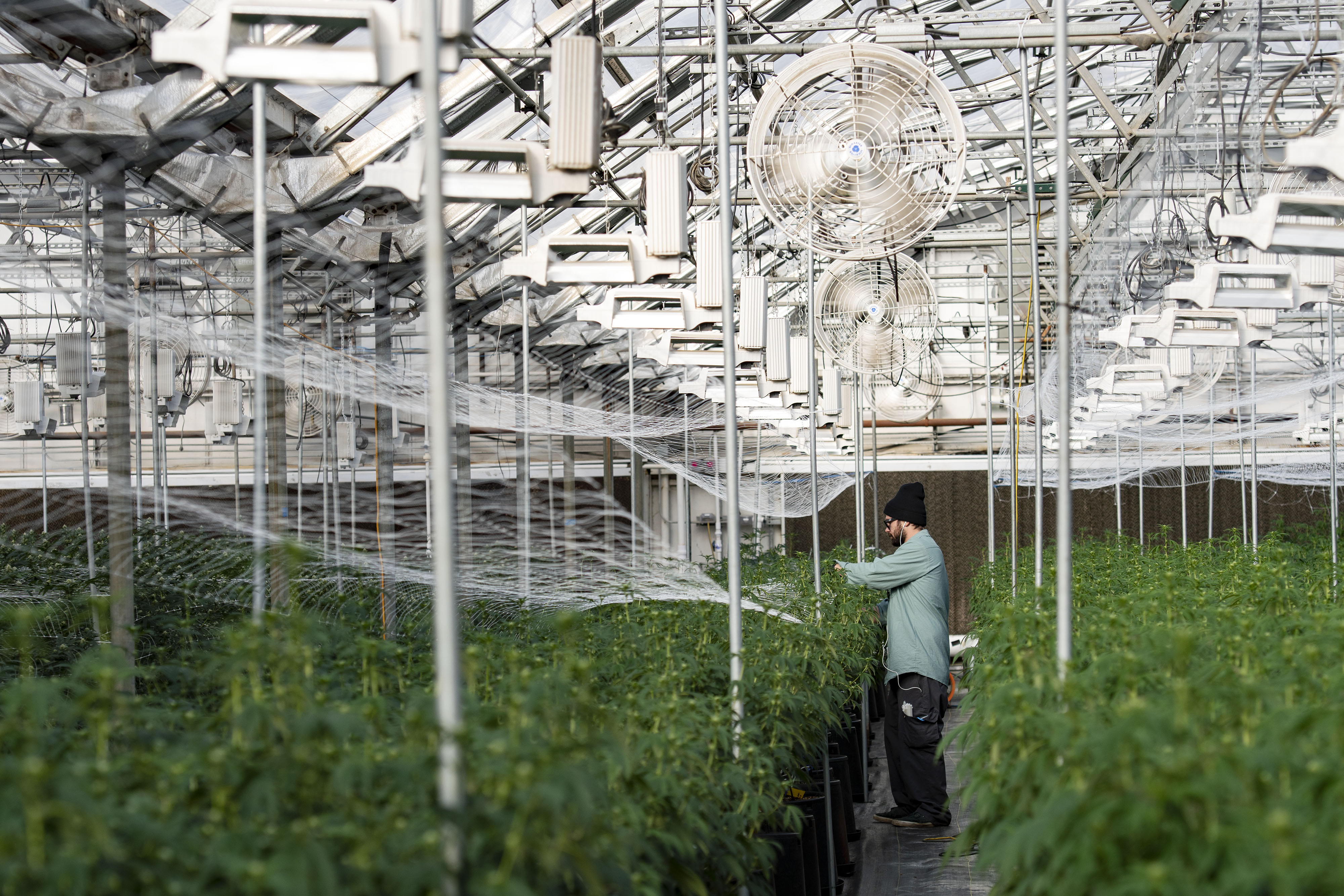 Denver and Boulder have big goals to fight climate change. But there is an  obstacle: cannabis - The Colorado Sun, image size:4000x2667