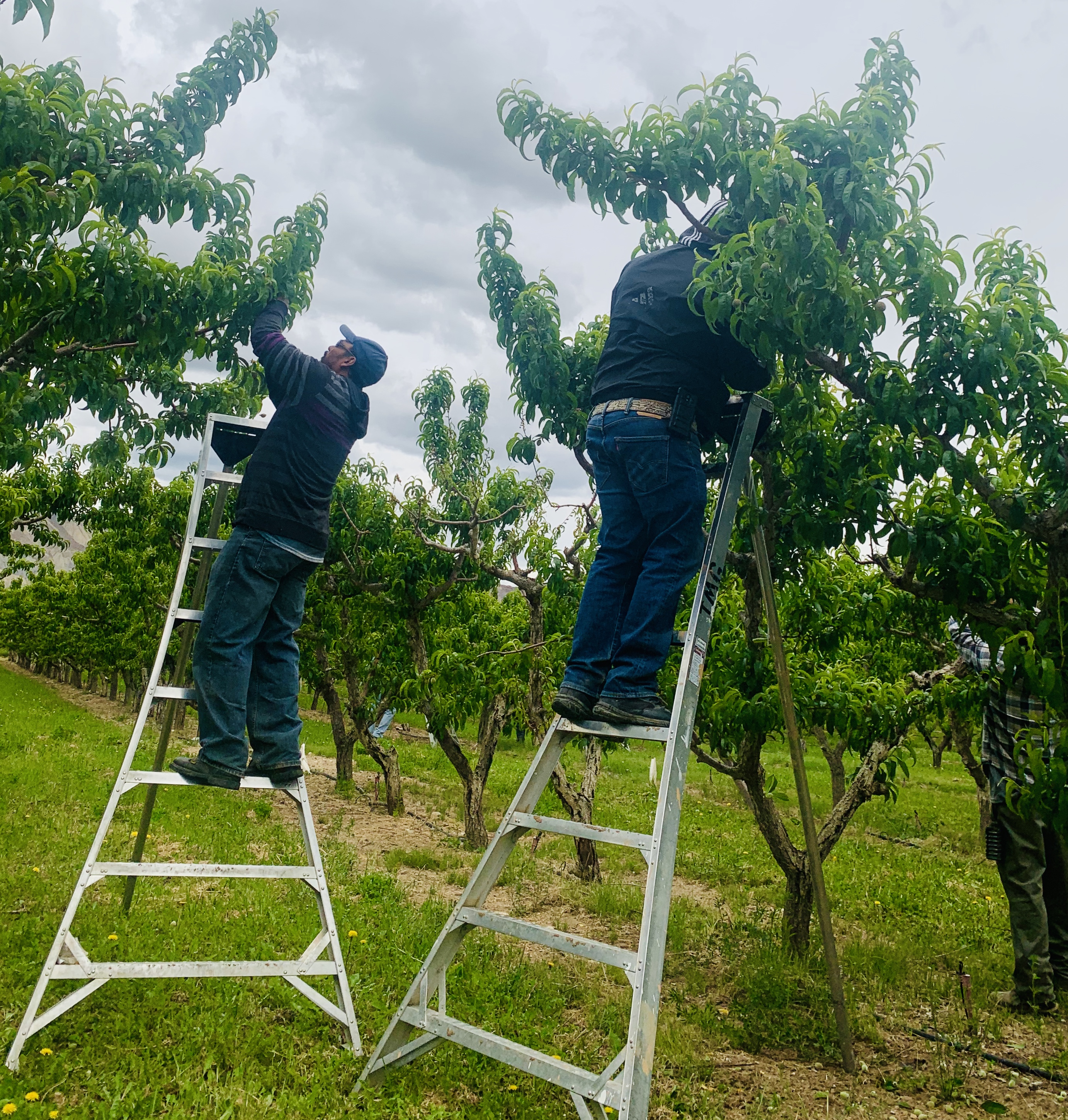Peach growers are expecting an all-time bumper crop on the Western
