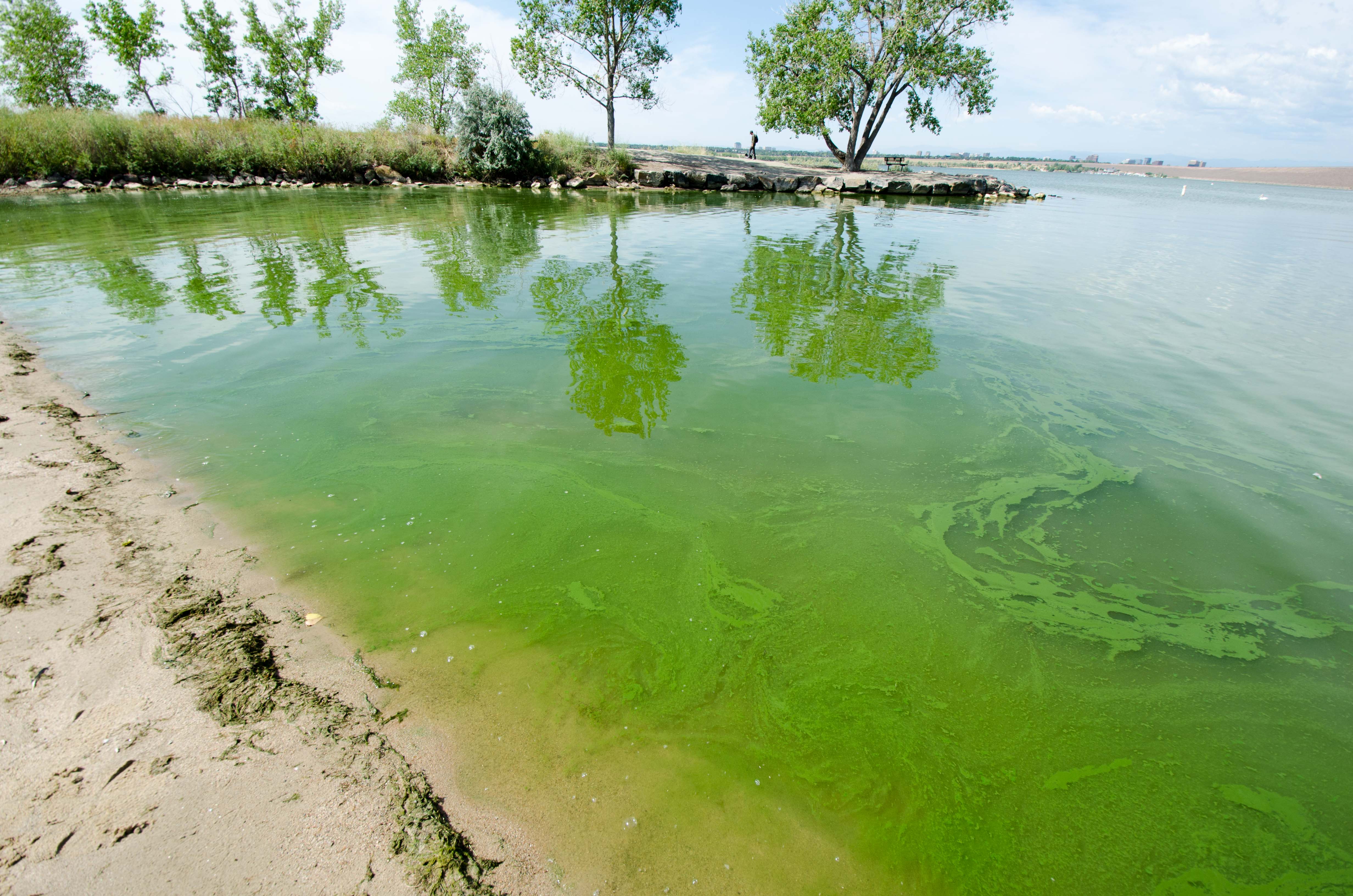 Toxic algae are filling Colorado lakes with slimy pea-green soup. Are ...