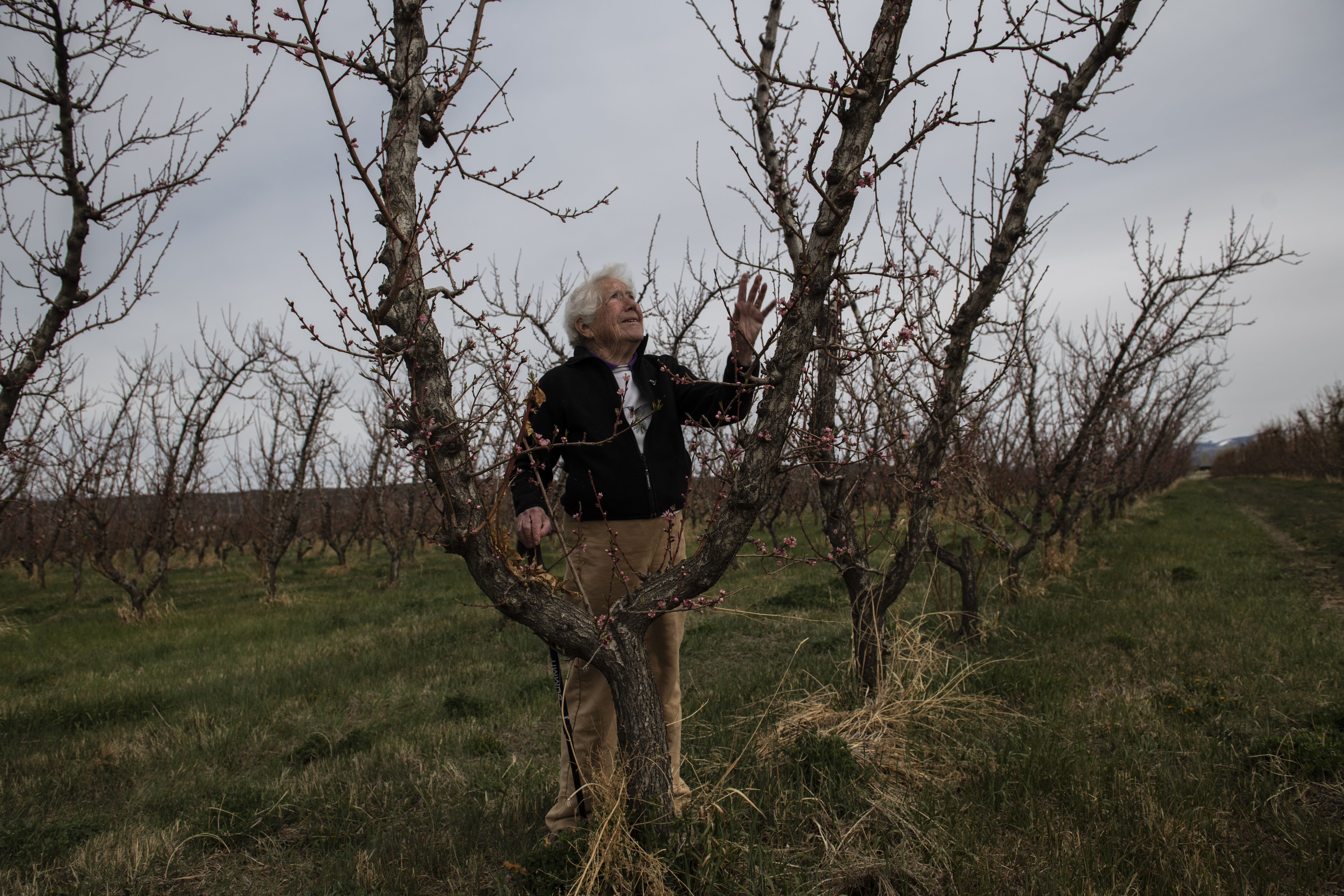 Alexander Girard／Fruit Tree 生地（フレーム付） Mother Nature sucker punched a Western Slope peach orchard. Now