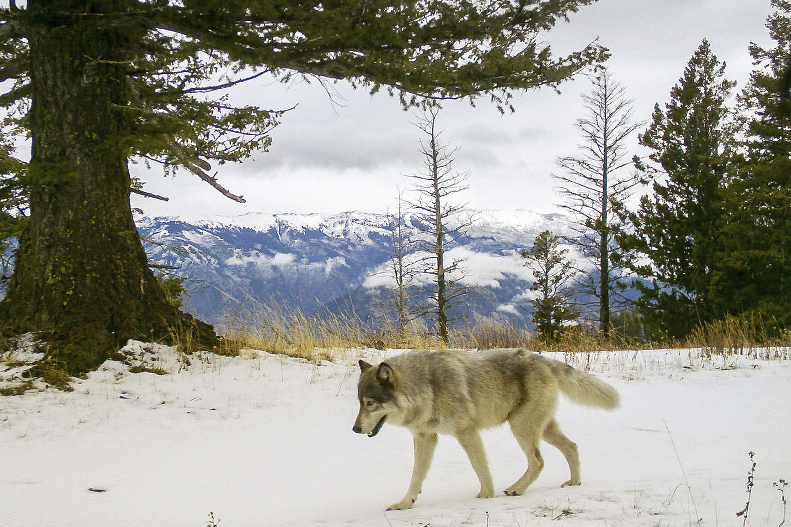 Wolves changeable  successful  Wyoming whitethorn  beryllium  from a Colorado pack