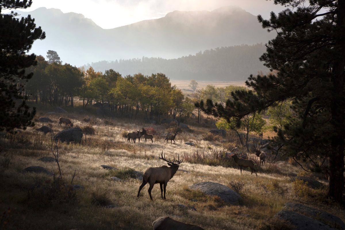A herd of elk in Rocky Mountain National Park.