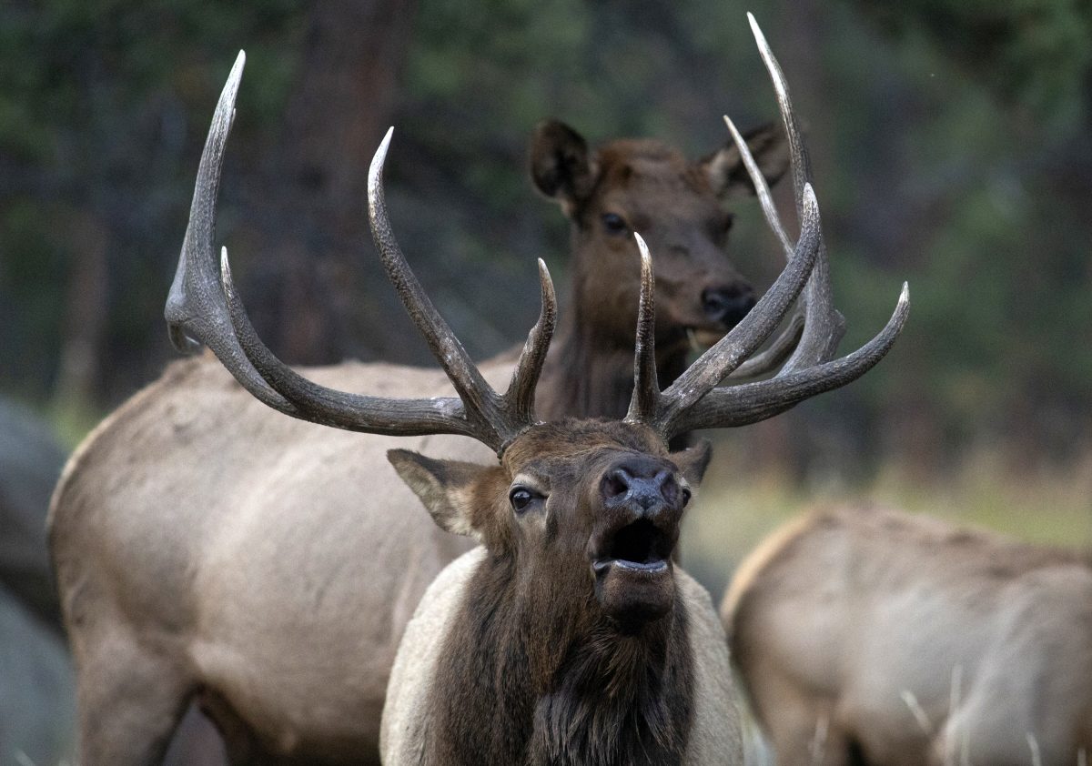 A bull elk bugles.