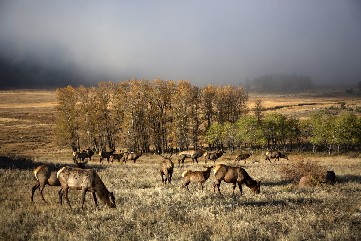 A herd of elk in Rocky Mountain National Park.