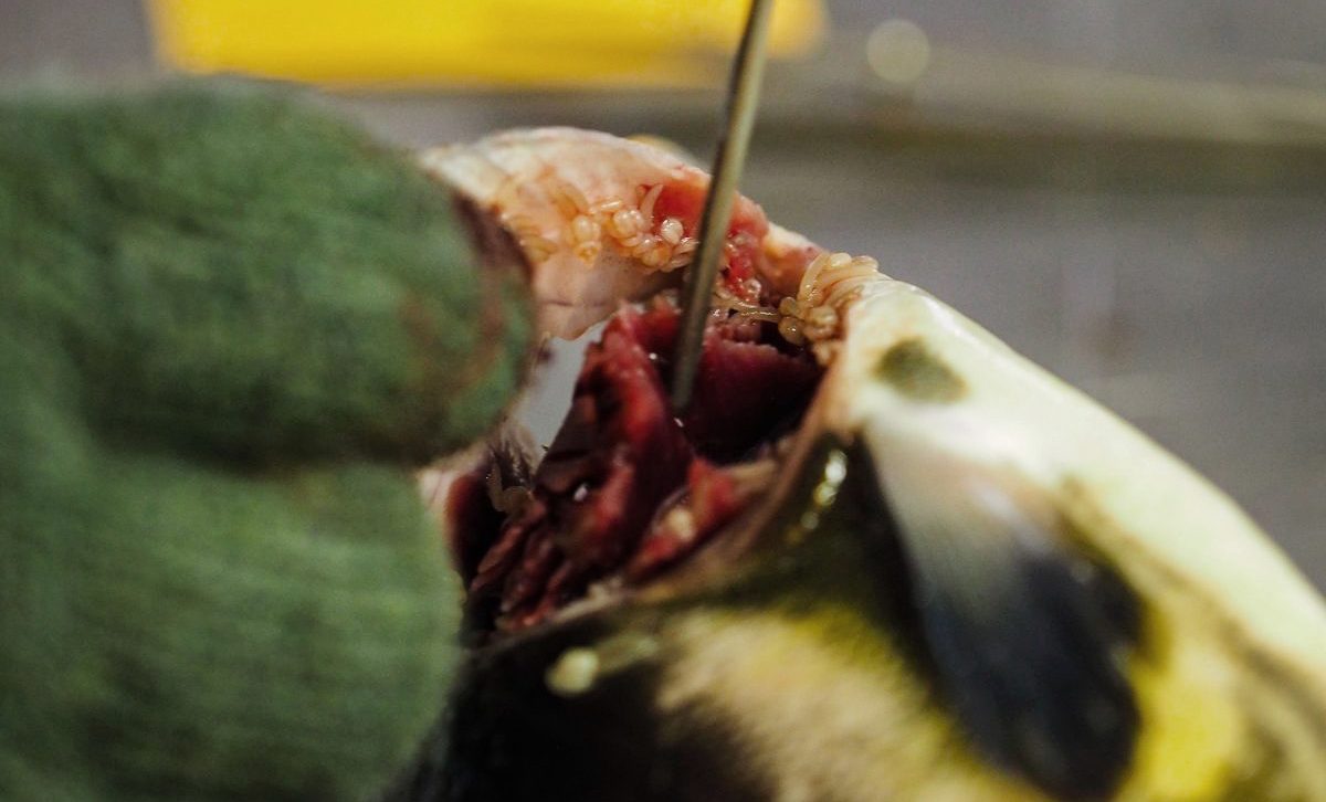 A close look at gill lice in an infected fish.