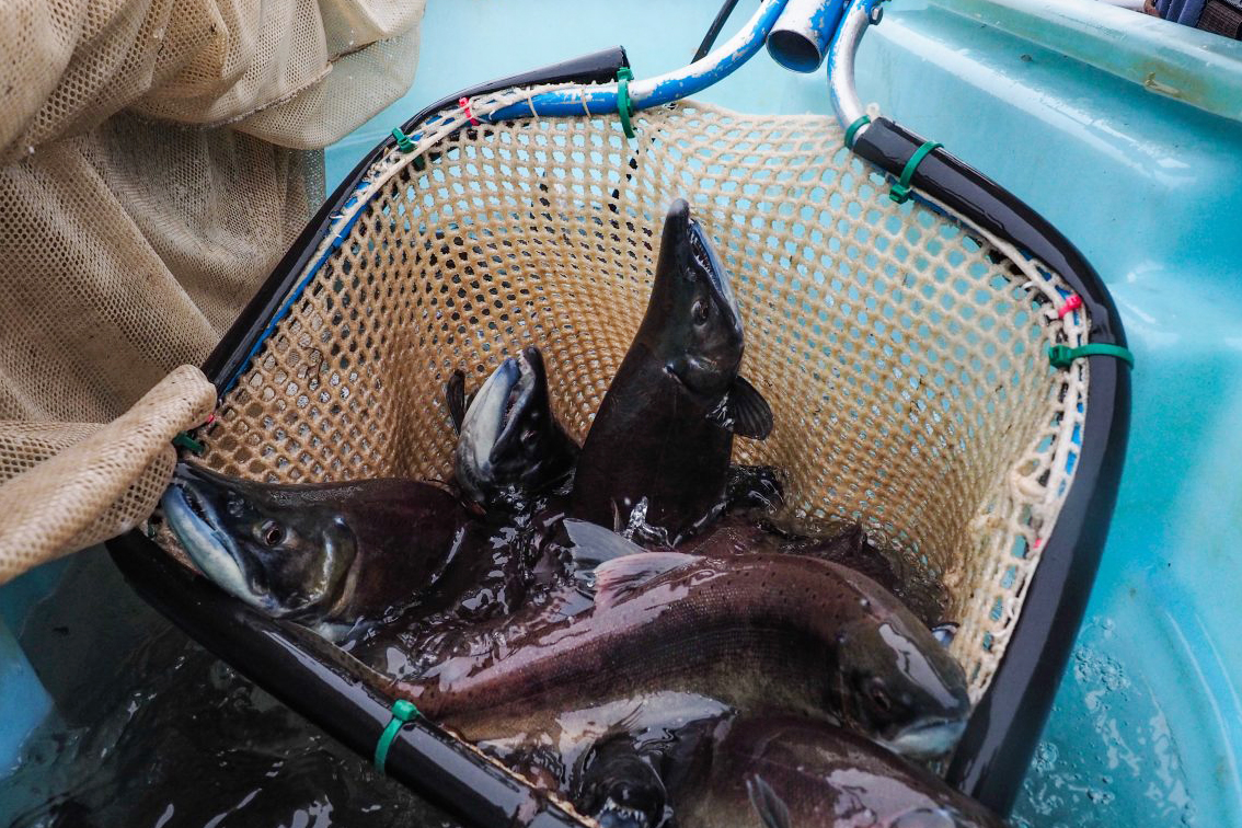 A close up of salmon caught in a net.