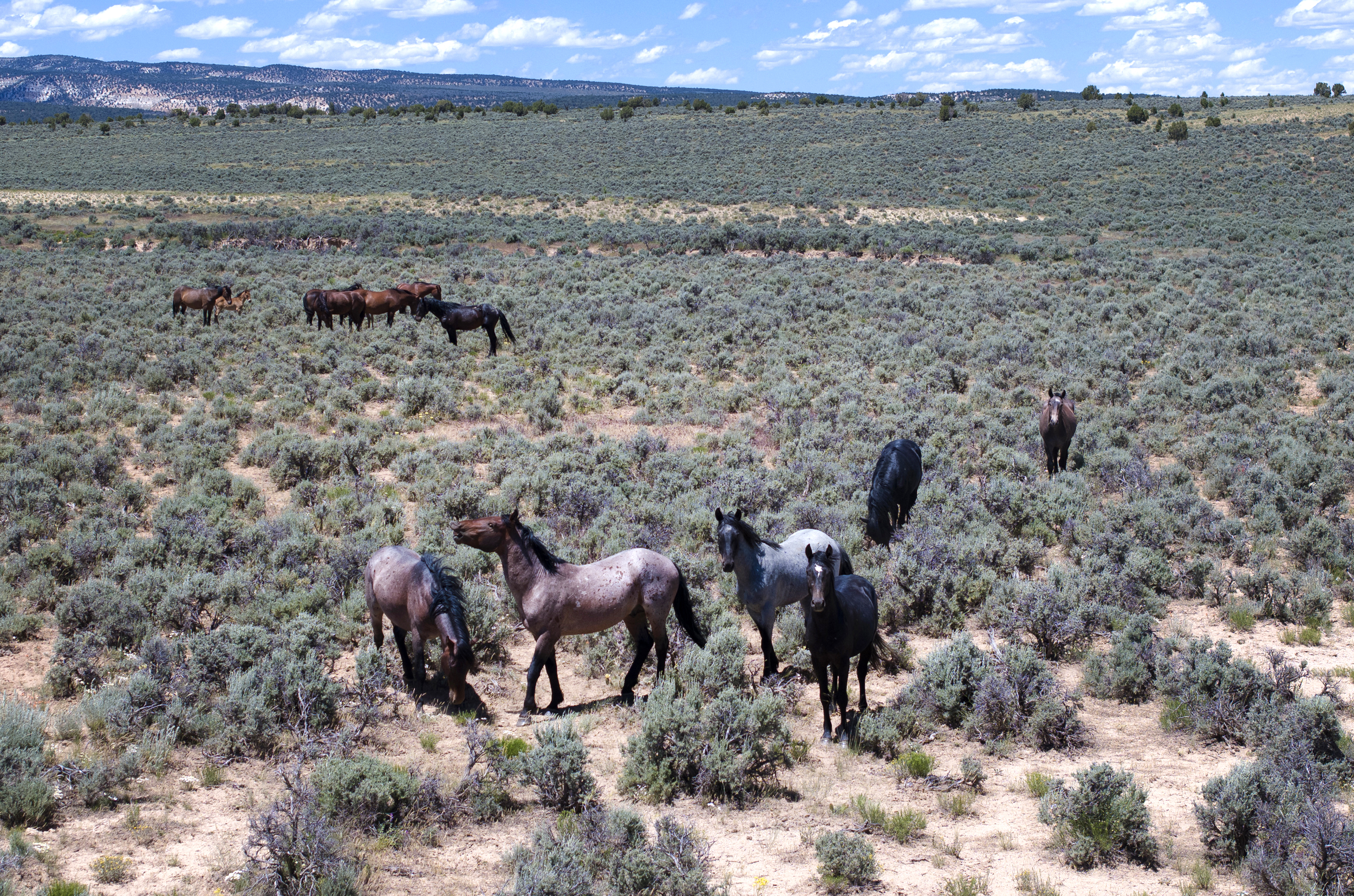 Oil and gas companies leave nearly half of leases on Colorado public lands unsold at federal auctions