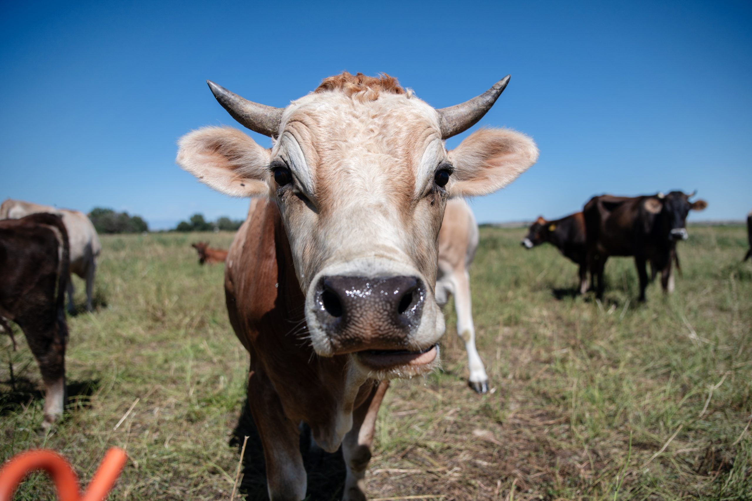 Bird flu detected in Colorado dairy herd for the first time