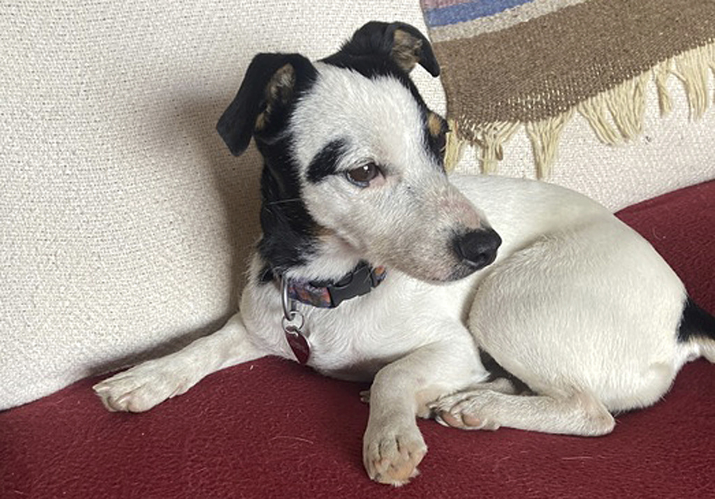 Dog who survived 72 days in Colorado mountains after owner’s death is regaining weight, back on hiking trails