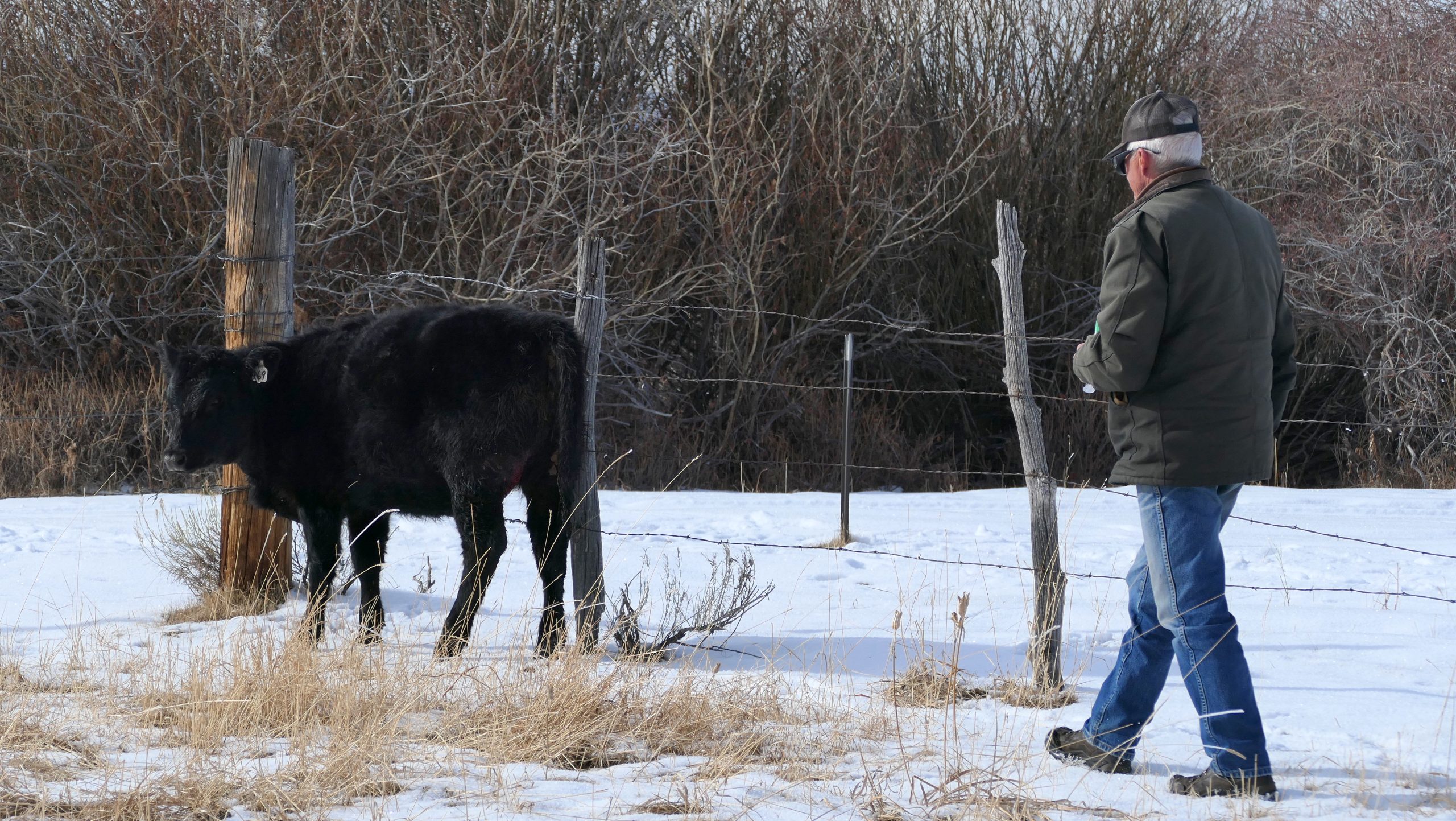 A bloody wolf attack before courtroom showdown over reintroduction