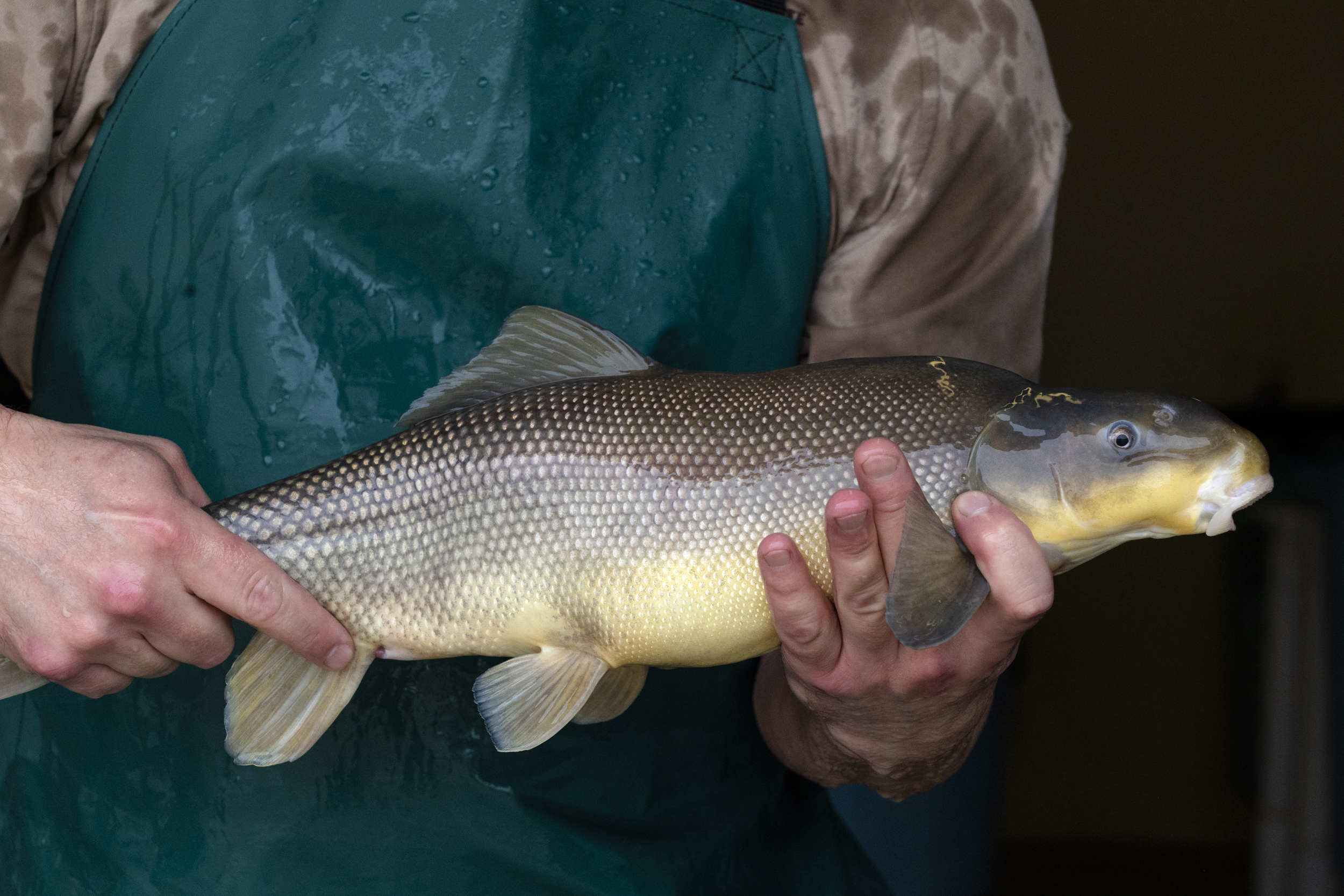 Razorback sucker, native to the Colorado River, upgraded to "threatened" from "endangered"