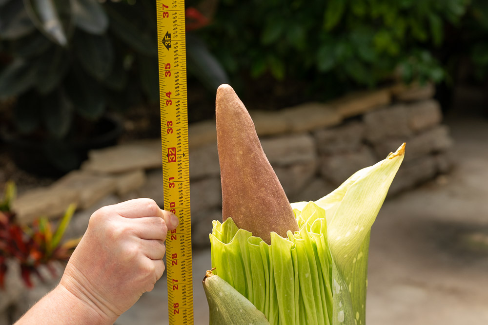 The Sunriser | How to keep a corpse (flower) alive