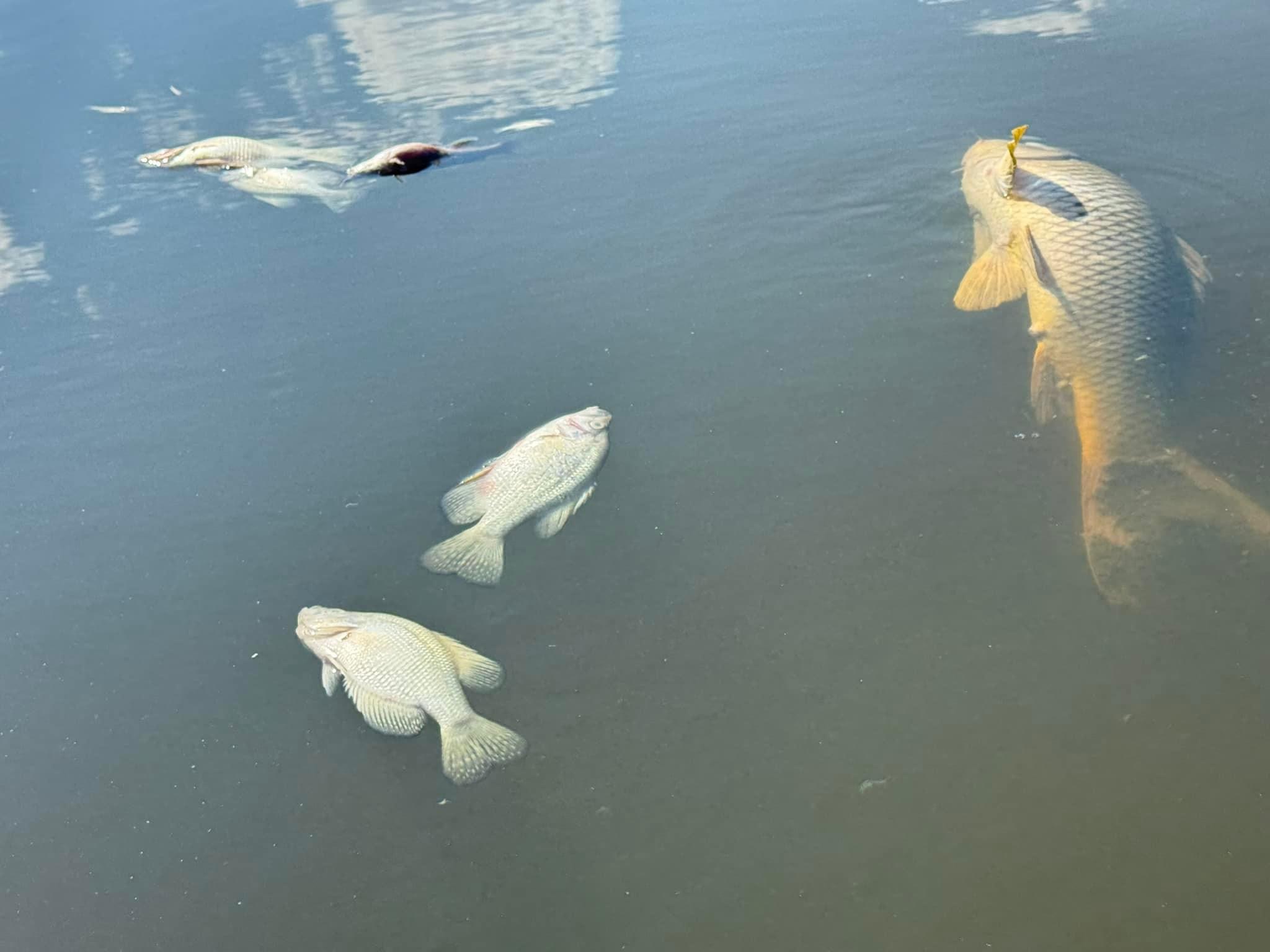 2,000 fish killed by toxic algae blooms in a Denver city park - The ...
