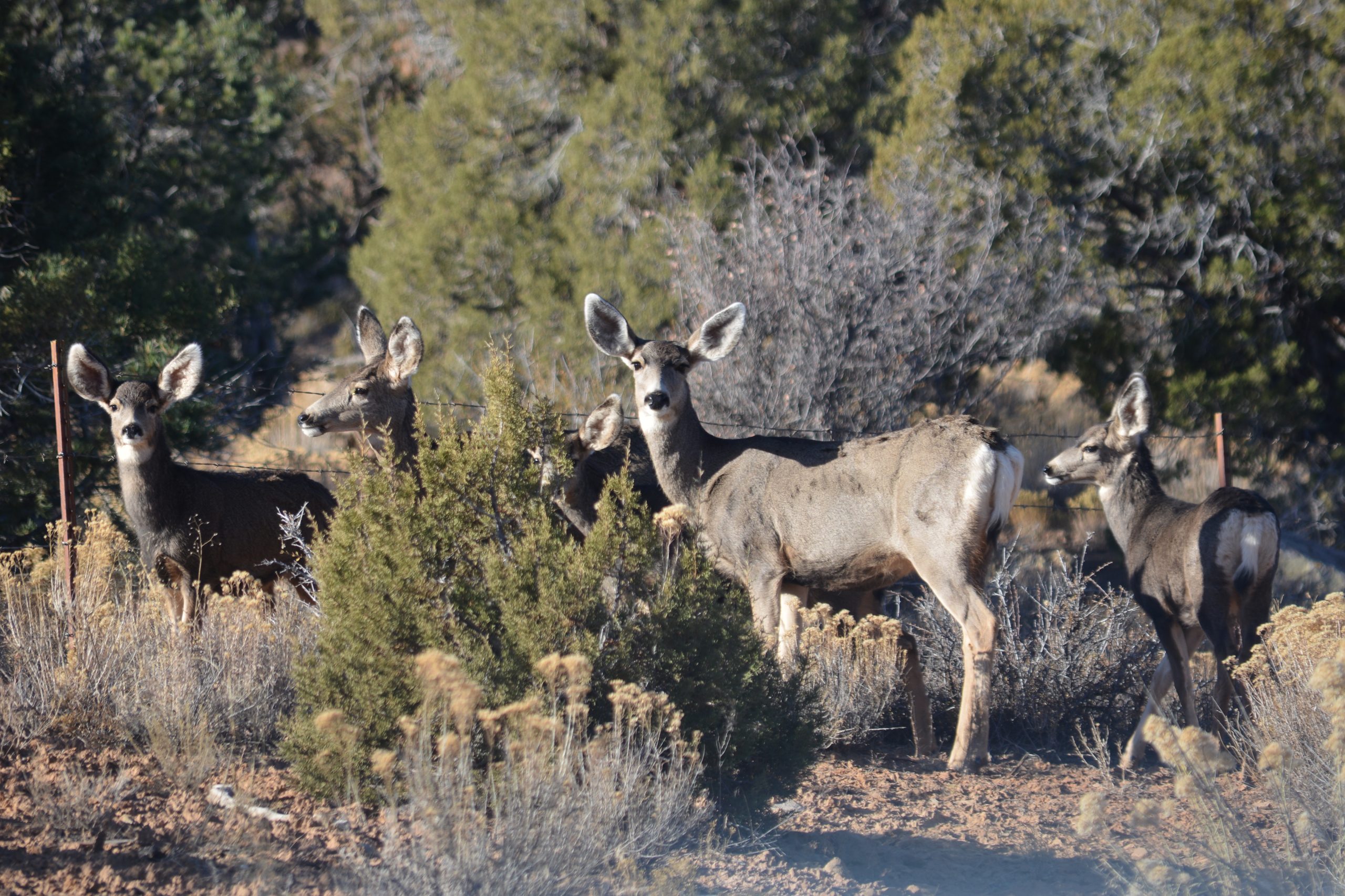 3 active duty soldiers cited, fined for poaching mule deer on Fort Carson, Colorado state land
