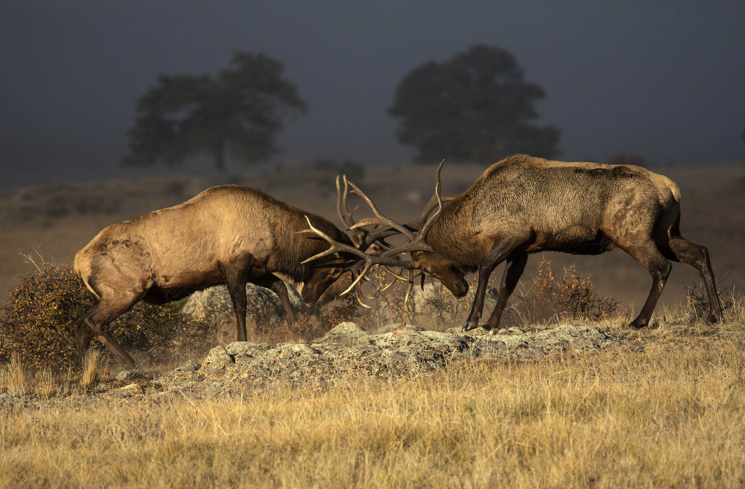 International tourists will pay $100 more to enter Rocky Mountain National Park, can’t visit on fee-free days