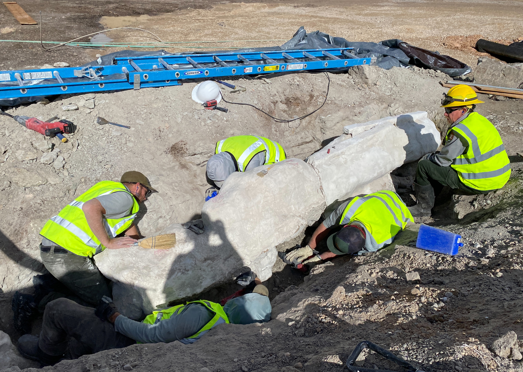 Newly discovered dinosaur fossil from 150 million years ago excavated at Dinosaur National Monument