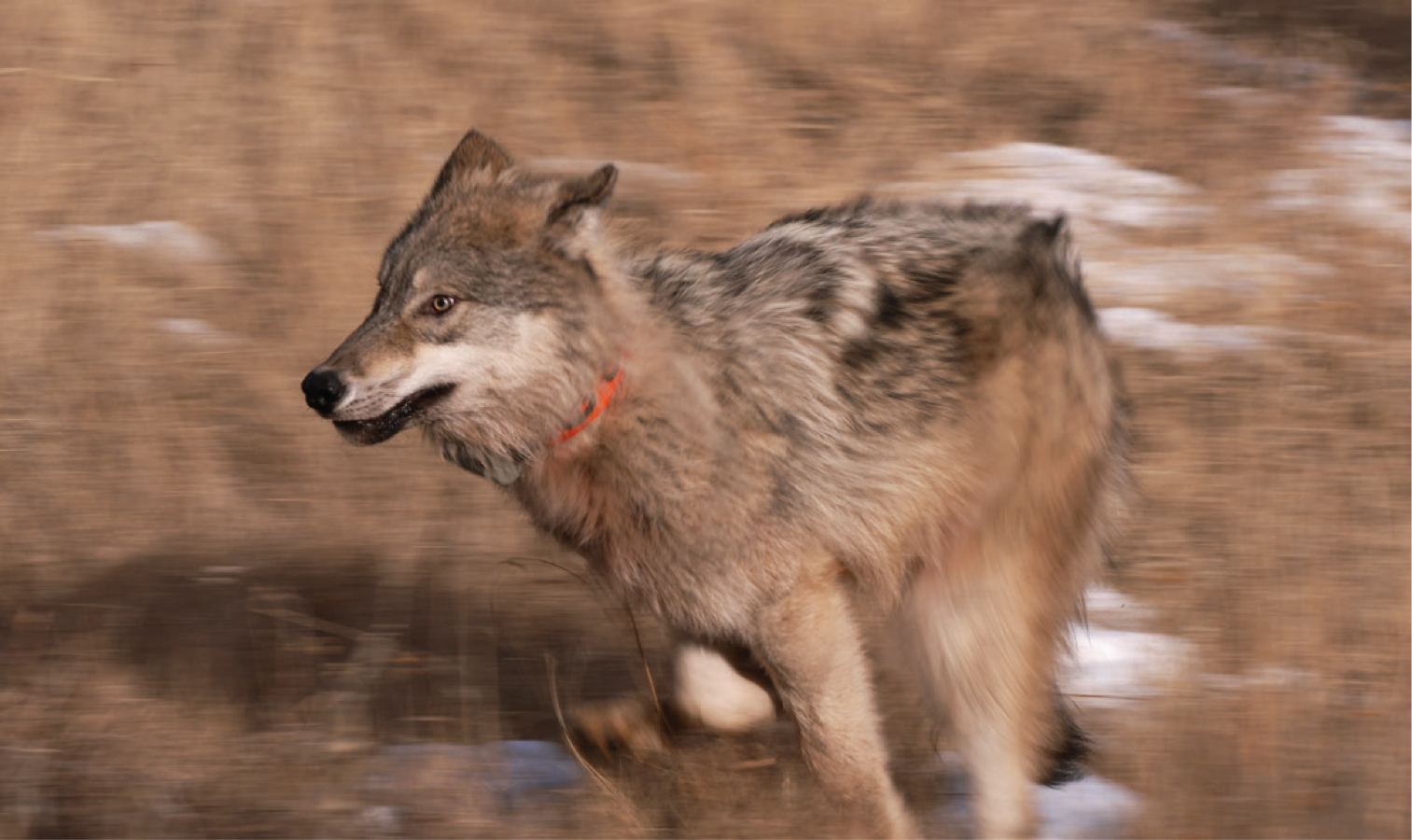 How Colorado’s candidates for governor say they would address wolves, hunting, fishing and a rural divide