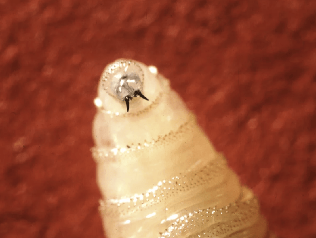 Here’s what Colorado should know about New World screwworm