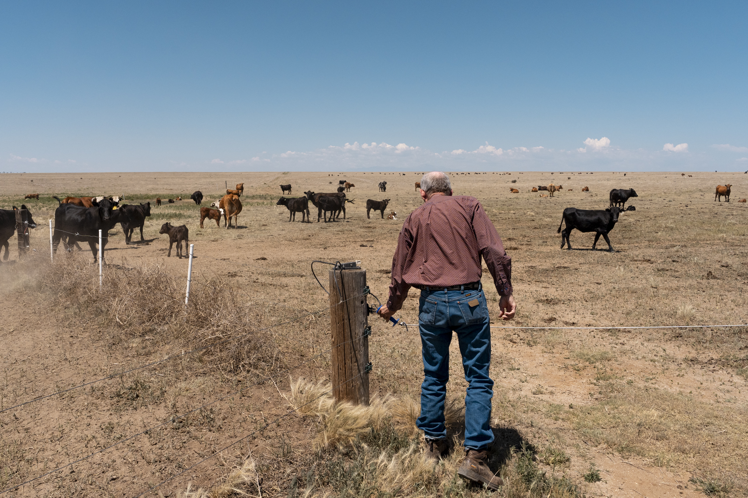 Ready for your next steak? These Colorado ranchers are battling drought to get it on your plate.