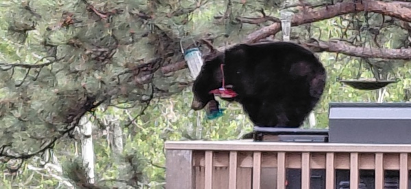 A new Colorado law tougher on people who feed bears took effect this week. Here's what it does.