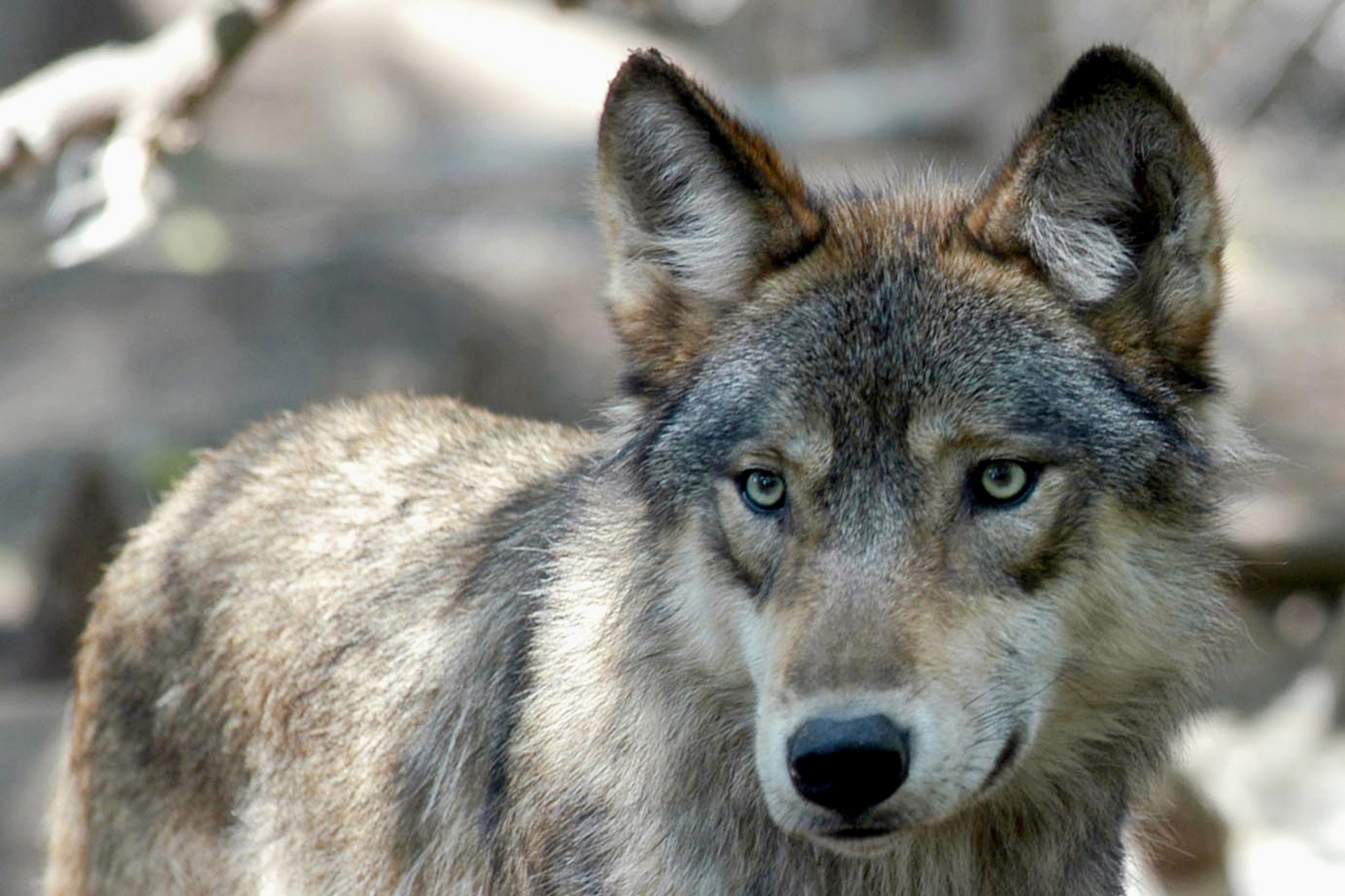 Colorado hunter thought wolf shot and killed in January was a coyote