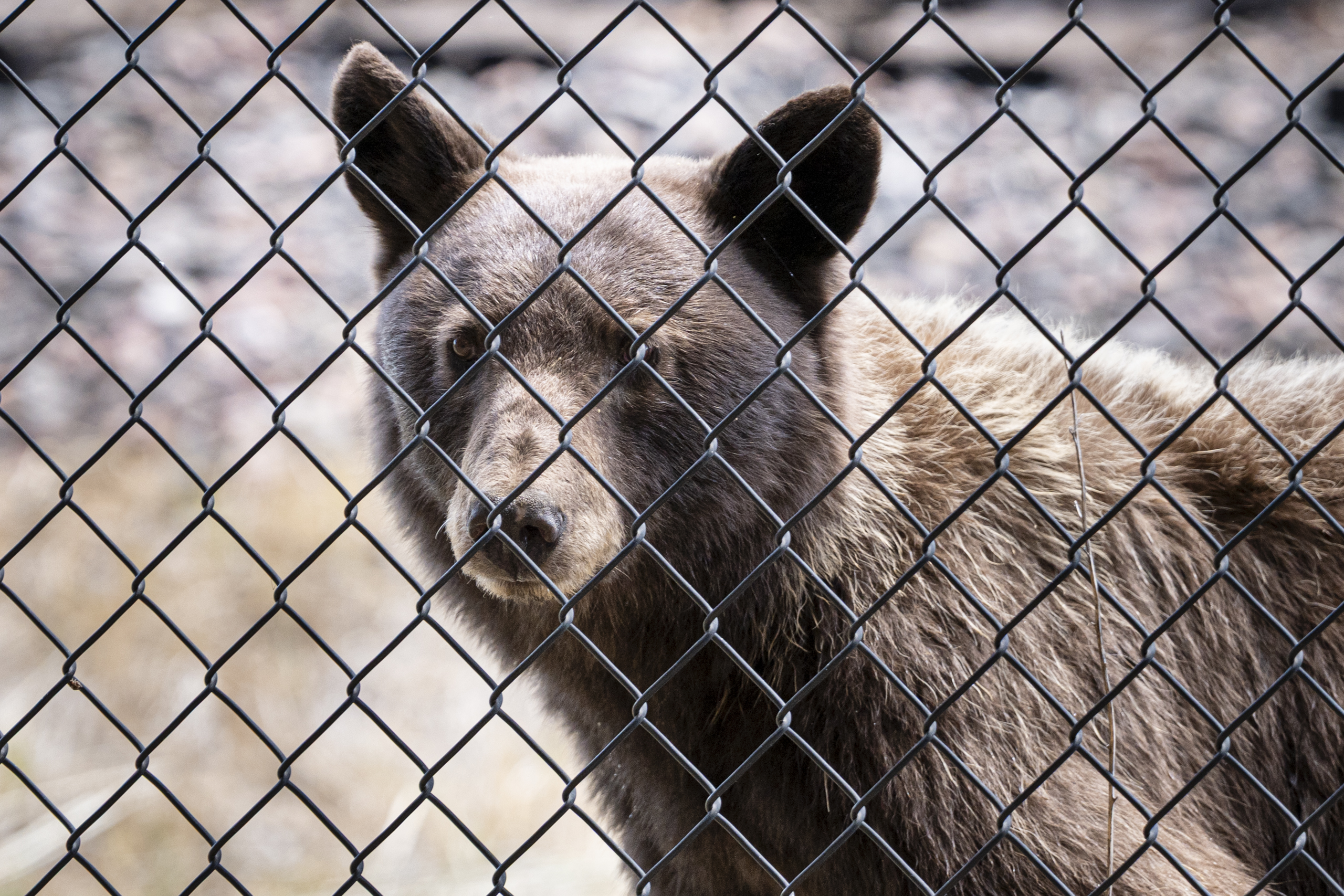 Two more bears killed in Colorado, including one that charged deputies as witnesses watched