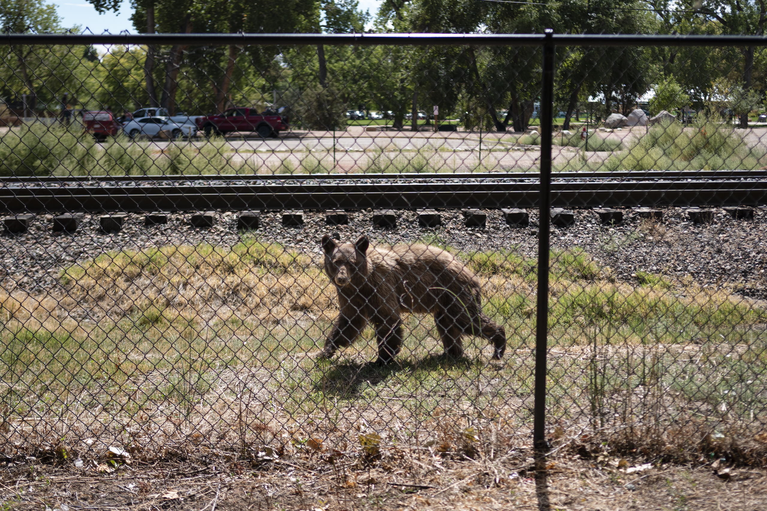 Colorado has killed 294 bears this year, more than 3 times last year