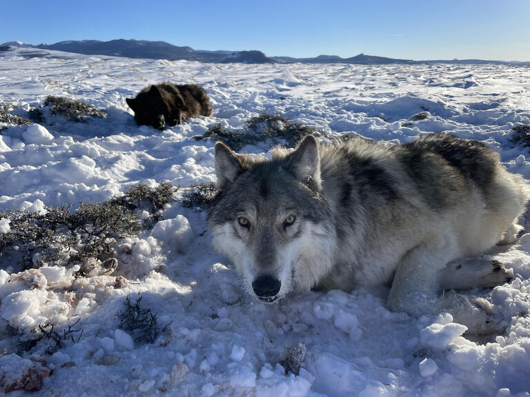 Colorado to stop killing wolves  amid worries over falling population, parasites and low pup counts
