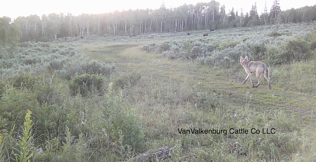 Colorado wildlife officers kill another wolf, bringing the total to 3 in 3 days
